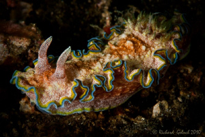 Glossodoris Cincta by Richard Goluch 